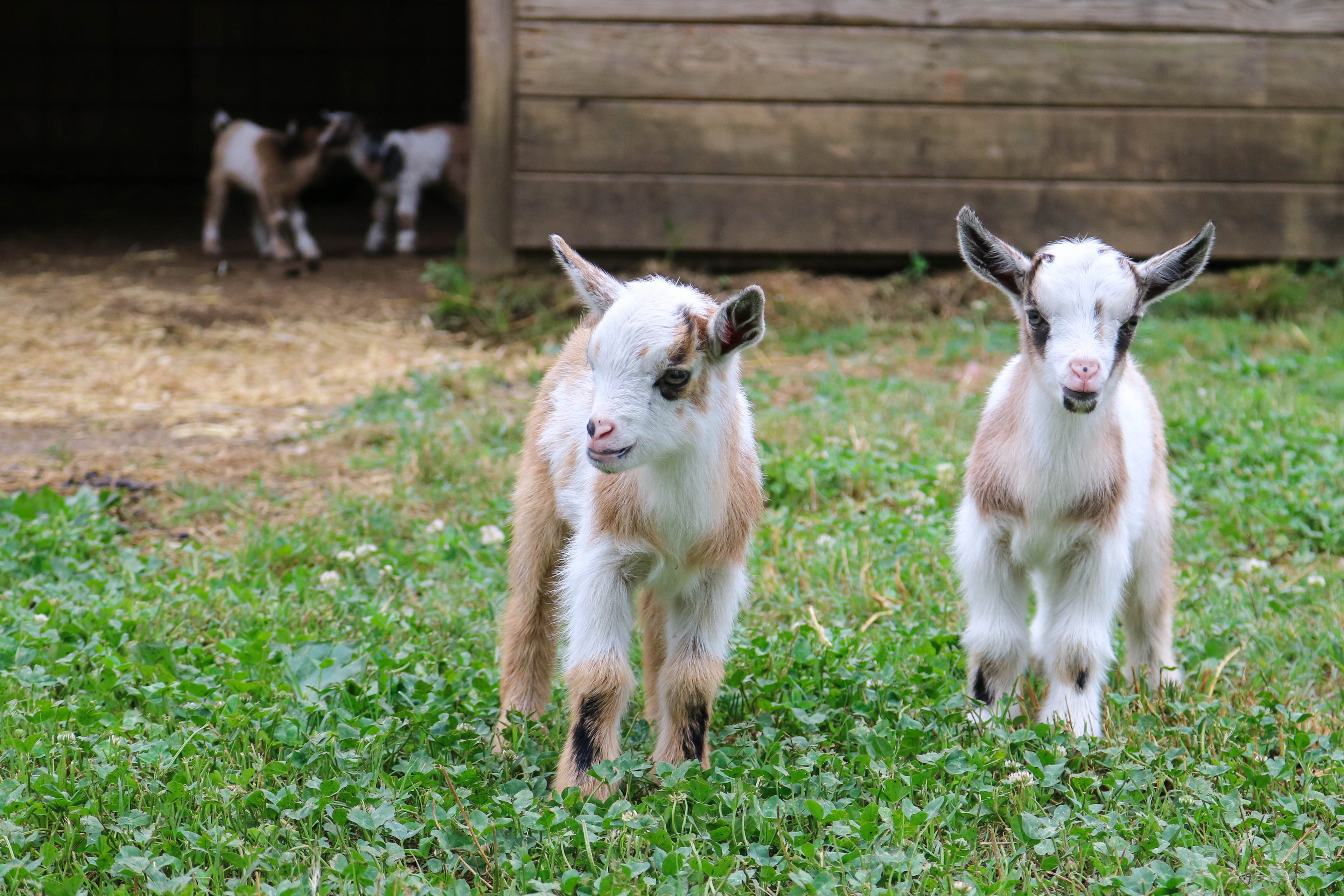 Two baby goats standing on grass with a wooden structure in the background.